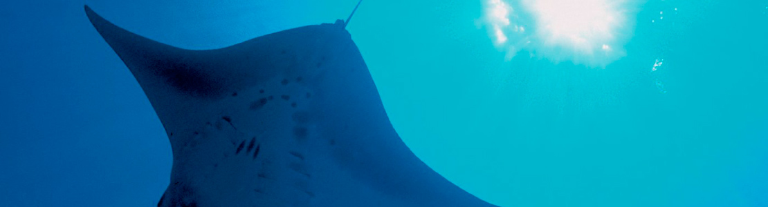 Deep Blue