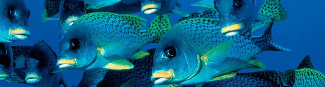 Deep Blue