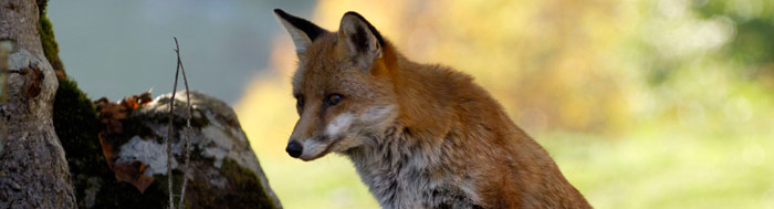 Der Fuchs und das Mädchen