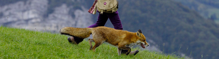 Der Fuchs und das Mädchen